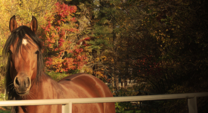 Goodreads profile picture for @horses