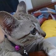 กล้วยน้ำว้า บ้าบ้างบางเวลา