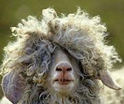 الحسن الجاير