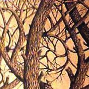 سامي المجايده