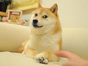 Doge Shibe