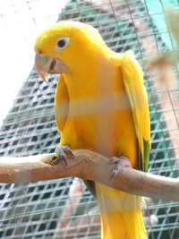 Pompom's Page