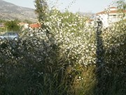 Μαρία Τζιλιβάκη