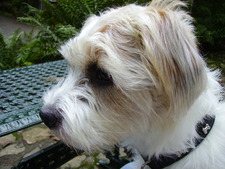 Jeannette