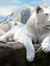 Thao Lion