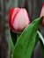Bloom J...