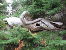 Catwood