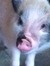 Amy