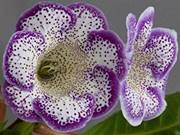 وفاء القدسي