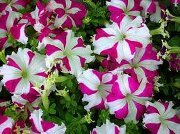 منصورالعصماني العمري