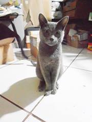 Glassmann Scriptorium