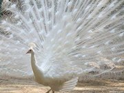 رفيقة دمشقي