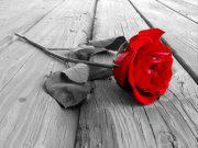 Javed Khan