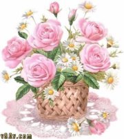 Daisy Aster