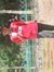 Rifat P...