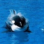 Impeerium Ilus Õnnelik