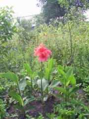 Анна Лобановская