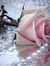 Asma Anmol