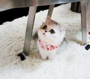 Lily Chueng