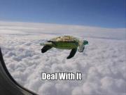 Franklin Turtle