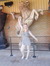 LucyLu