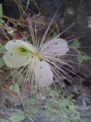 أحمد الناعبي