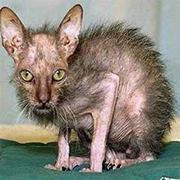 Thunder Cat