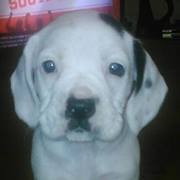 Melissa Bybee-fields