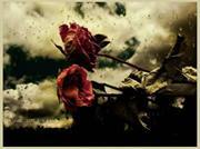 احاسيس خلف الصمت