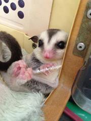 Chananrat Jitsunthonwong