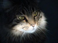 Annette Steffens small