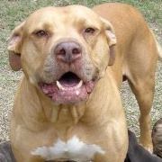 Christopher Dimicele