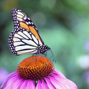 البتول مريم