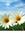 Samah Khayata | 1 comments
