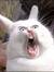 Gitte H...