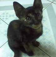Dolly My
