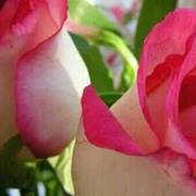 ابو ابراهيم