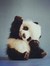 Pando