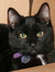 Wileycat