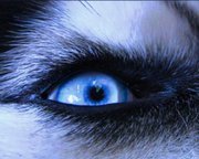 القطرب الديفاشاني