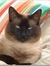 Gerrie