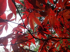 Moony, Wormtail, Padfoot and Prongs