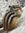 Linfer