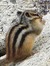 Linfer