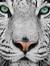 Tiger Omar