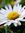 Daisy | 6 comments
