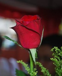 Razia Ansar