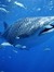 Whale S...