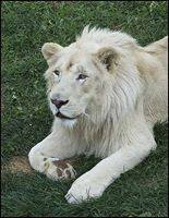 هشام الزعيم