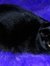 Princess Luna